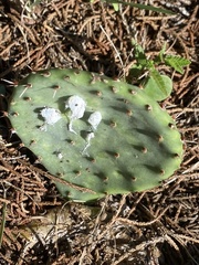 Opuntia macrorhiza
