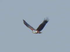 Haliaeetus vocifer