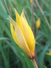 Tulipa sylvestris