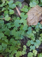Hydrocotyle americana