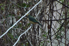 Stilpnia cayana