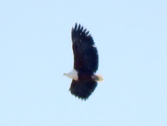 Haliaeetus vocifer