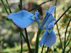 Moraea tripetala
