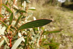 Hakea laurina