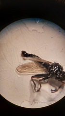 Neoitamus socius