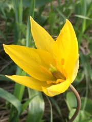 Tulipa sylvestris