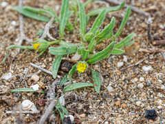 Calendula tripterocarpa