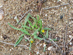 Calendula tripterocarpa