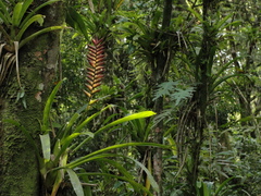 Vriesea