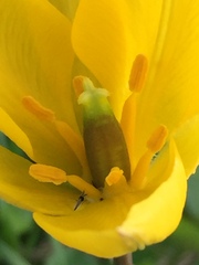 Tulipa sylvestris