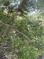 Juniperus ashei