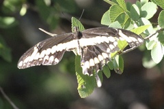 Heraclides cresphontes