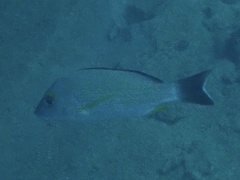 Lutjanus fulvus