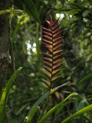 Vriesea