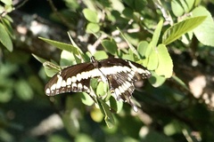 Heraclides cresphontes