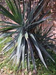 Yucca