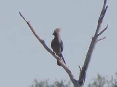 Corythaixoides concolor bechuanae