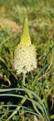 Bulbinella cauda-felis