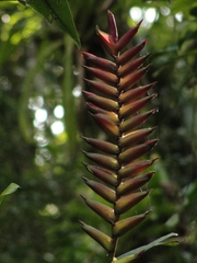 Vriesea