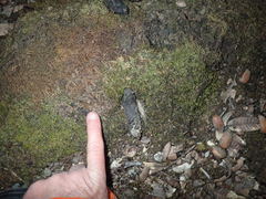 Urocyon cinereoargenteus