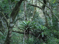 Vriesea bituminosa