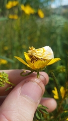 Cirrhophanus triangulifer