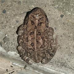 Amphibia