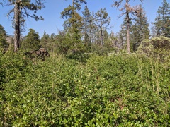 Quercus garryana breweri