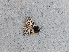 Apantesis nevadensis