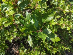 Quercus garryana breweri