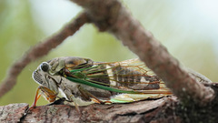 Neotibicen latifasciatus