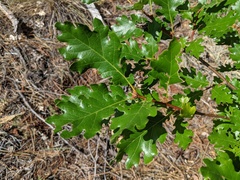 Quercus garryana breweri