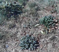 Goniolimon tataricum