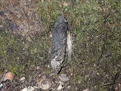 Urocyon cinereoargenteus