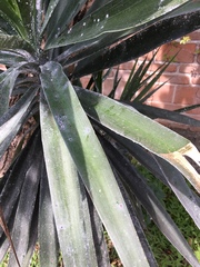 Yucca