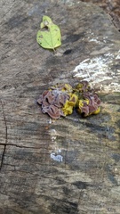 Auricularia angiospermarum