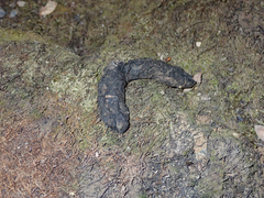 Urocyon cinereoargenteus