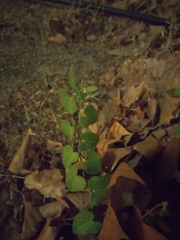 Aristolochia baetica