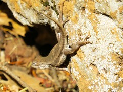 Sceloporus graciosus