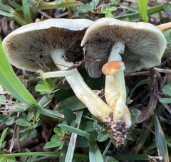 Leratiomyces percevalii