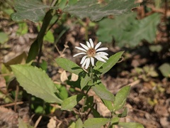 Eurybia radulina