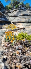 Ornithogalum maculatum