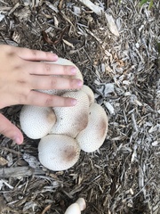 Leucoagaricus