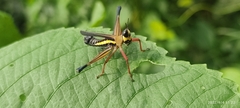 Eumastacidae