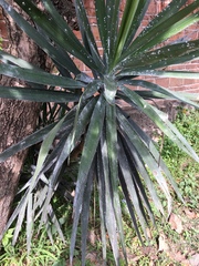Yucca