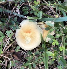 Leratiomyces percevalii