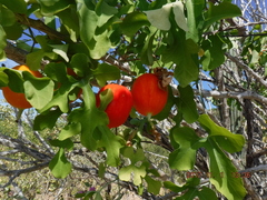 Ibervillea sonorae