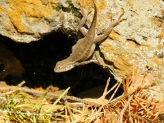 Sceloporus graciosus