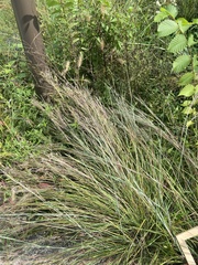 Miscanthus sinensis