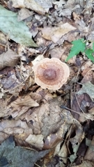 Lactarius quietus